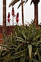 Aloe (Canary Islands) IMG_9612 Aloes